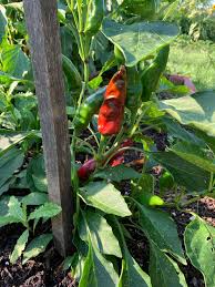 Afbeeldingsresultaat voor Szegedi 80 hot pepper