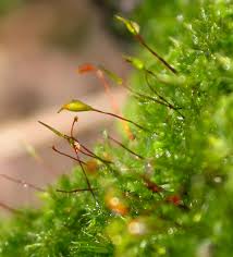Attēlu rezultāti vaicājumam “Cirriphyllum piliferum sporophyte”