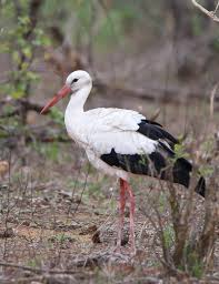 Attēlu rezultāti vaicājumam “Ciconia ciconia adult”