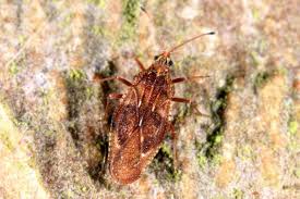 Attēlu rezultāti vaicājumam “Physatocheila smreczynskii”