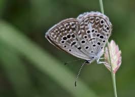 Attēlu rezultāti vaicājumam “Polyommatinae”