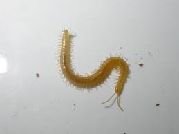 Attēlu rezultāti vaicājumam “Geophilidae”