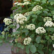 Attēlu rezultāti vaicājumam “Pogonatum dentatum”
