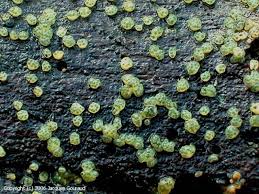 Attēlu rezultāti vaicājumam “Hypocrea gelatinosa”