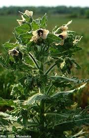 Attēlu rezultāti vaicājumam “Hyoscyamus niger flower”