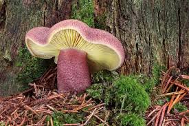 Attēlu rezultāti vaicājumam “Tricholomopsis rutilans”