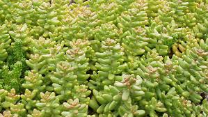 Attēlu rezultāti vaicājumam “Sedum album”