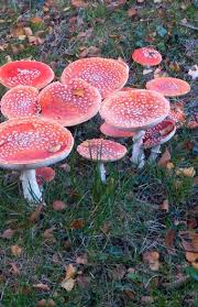 Image result for vliegenzwam