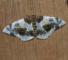 Attēlu rezultāti vaicājumam “Abraxas sylvata larva”