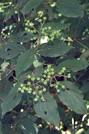 Attēlu rezultāti vaicājumam “Cornus sericea fruit”