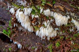 Attēlu rezultāti vaicājumam “Mucronella bresadolae”