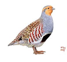 Attēlu rezultāti vaicājumam “Perdix perdix”