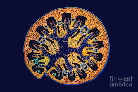 Attēlu rezultāti vaicājumam “Ammophila sp.”