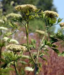 Attēlu rezultāti vaicājumam “Libanotis montana leaf”