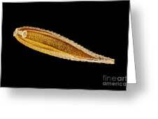 Attēlu rezultāti vaicājumam “Cynosurus cristatus fruit”