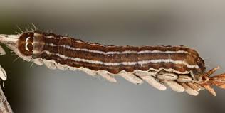 Attēlu rezultāti vaicājumam “Lycophotia porphyrea”