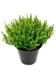 Image result for Thymian