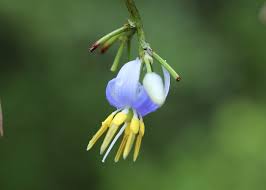 Attēlu rezultāti vaicājumam “Dianemataceae”