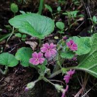 Attēlu rezultāti vaicājumam “Primulaceae”