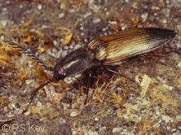 Attēlu rezultāti vaicājumam “Ctenicera pectinicornis male”