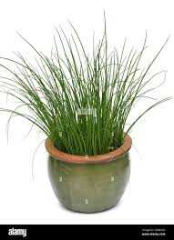 Image result for Schnittlauch