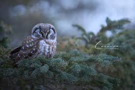 Image result for Aegolius funereus