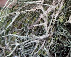 Attēlu rezultāti vaicājumam “Evernia divaricata”