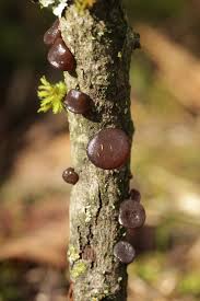 Attēlu rezultāti vaicājumam “Exidia recisa”