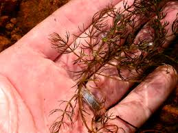 Attēlu rezultāti vaicājumam “Ceratophyllaceae”