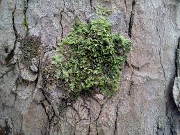 Attēlu rezultāti vaicājumam “Radula complanata”