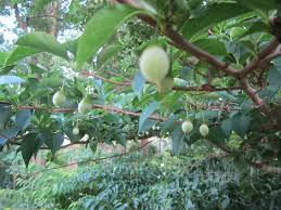 Attēlu rezultāti vaicājumam “Verbascum thapsus fruit”