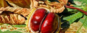 Attēlu rezultāti vaicājumam “Aesculus hippocastanum fruit”