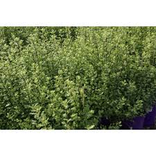 Attēlu rezultāti vaicājumam “Populus simonii”