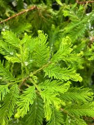 Attēlu rezultāti vaicājumam “Taxodium distichum”