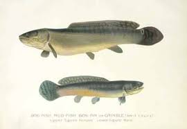 Image result for Amia calva