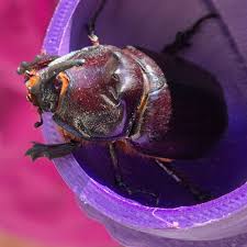 Attēlu rezultāti vaicājumam “Oryctes nasicornis male”