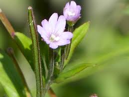 Attēlu rezultāti vaicājumam “Epilobium palustre”