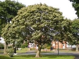 Attēlu rezultāti vaicājumam “Crataegus x macrocarpa”