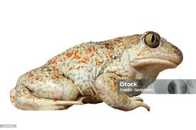 Attēlu rezultāti vaicājumam “Pelobates fuscus”