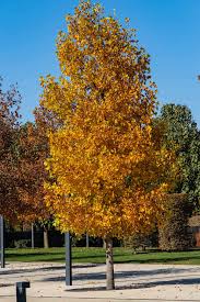 Attēlu rezultāti vaicājumam “Liriodendron tulipifera”