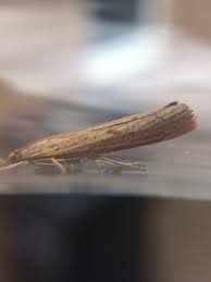 Attēlu rezultāti vaicājumam “Pediasia contaminella”