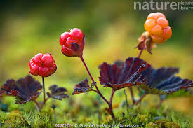 Attēlu rezultāti vaicājumam “Rubus chamaemorus flower”