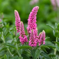 Attēlu rezultāti vaicājumam “Veronica arvensis flower”