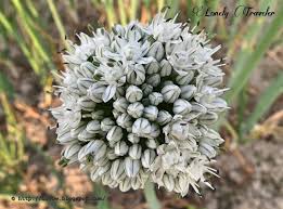 Attēlu rezultāti vaicājumam “Allium cepa flower”