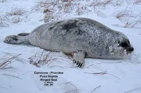 Image result for Pusa hispida