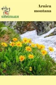 Attēlu rezultāti vaicājumam “Arnica montana”