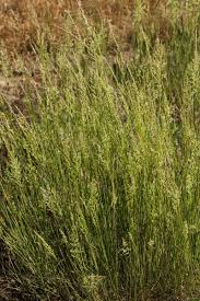 Attēlu rezultāti vaicājumam “Carex arenaria”