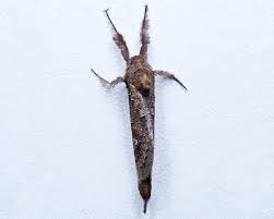 Attēlu rezultāti vaicājumam “Hepialidae”