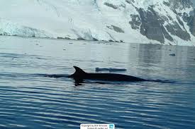 Image result for Balaenoptera bonaerensis
