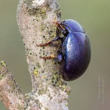 Attēlu rezultāti vaicājumam “Chrysolina staphylaea”